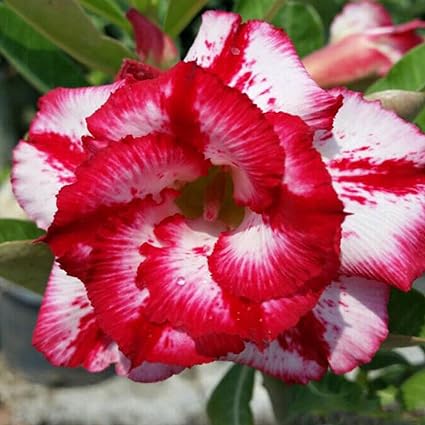 rose sale plants for mature