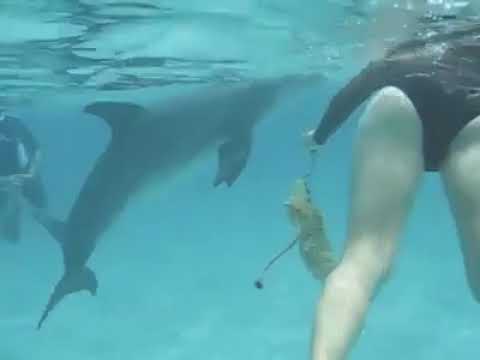 real girl dolphin sex with