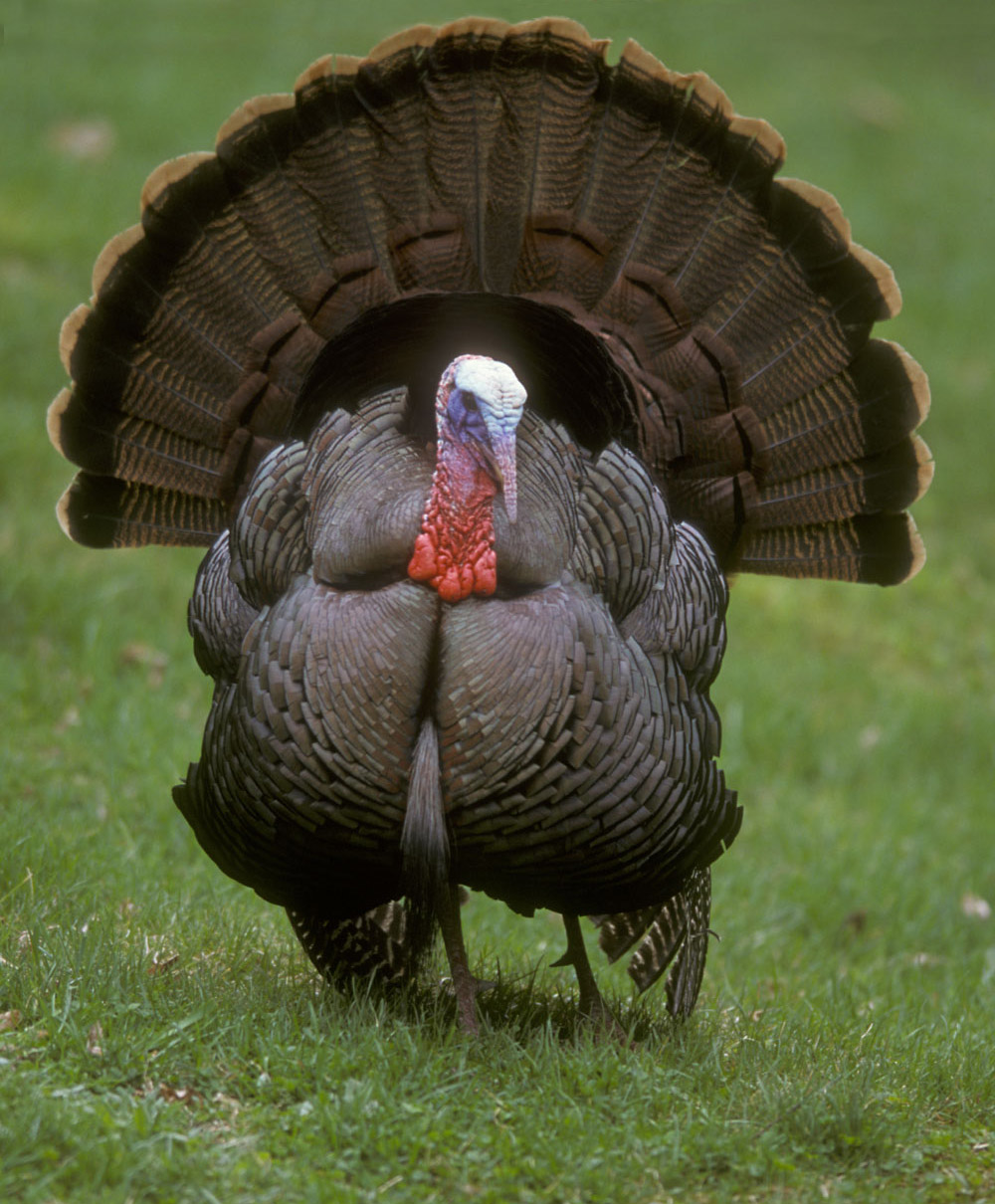 turkey average size breast