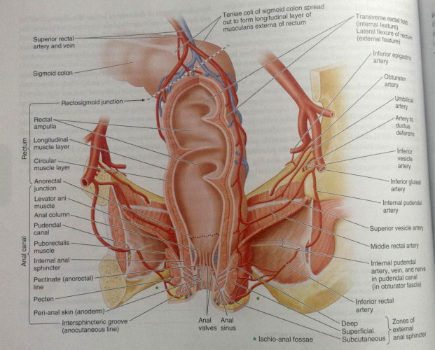 human anal gland