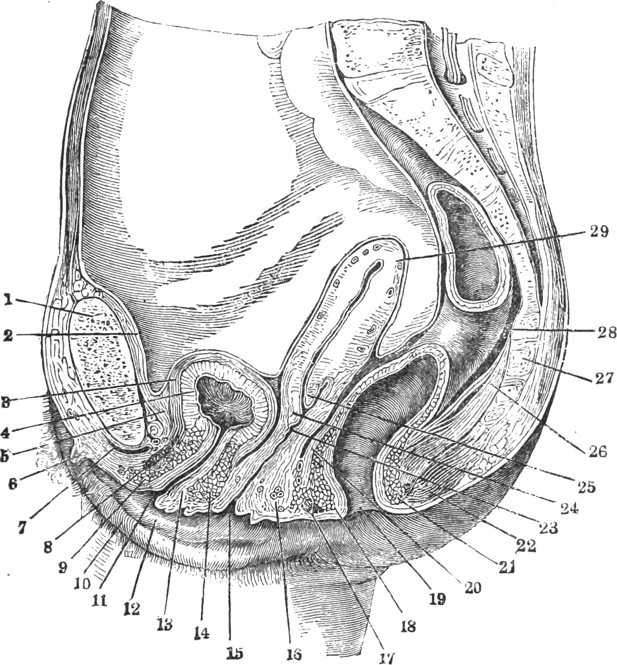 vaginal g entry spot rear