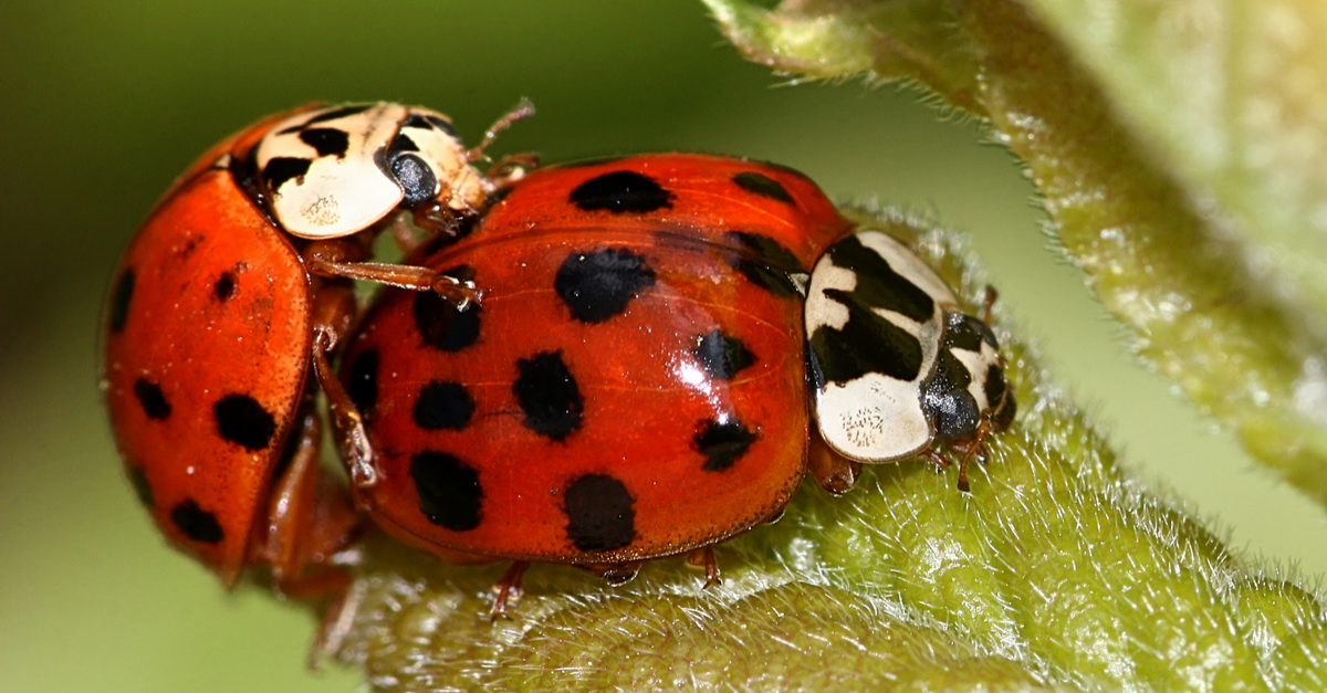 what are ladybeetles to attacted asian