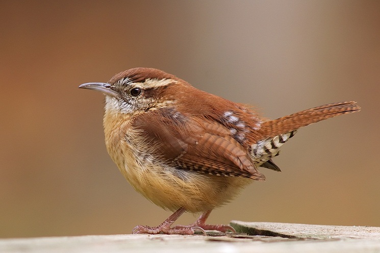 can at sex sea have wrens