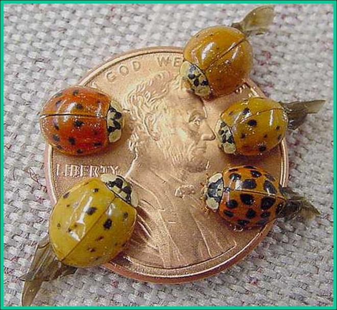 what are ladybeetles to attacted asian