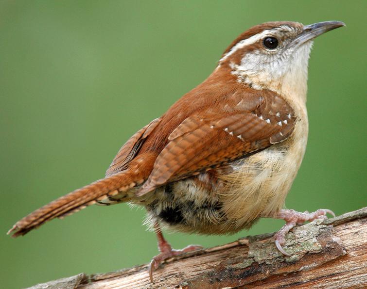 can at sex sea have wrens