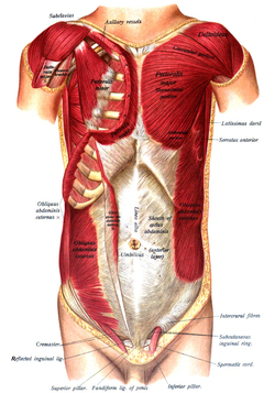under left muscles breast