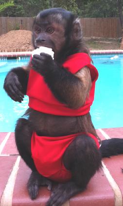 monkey in bikini