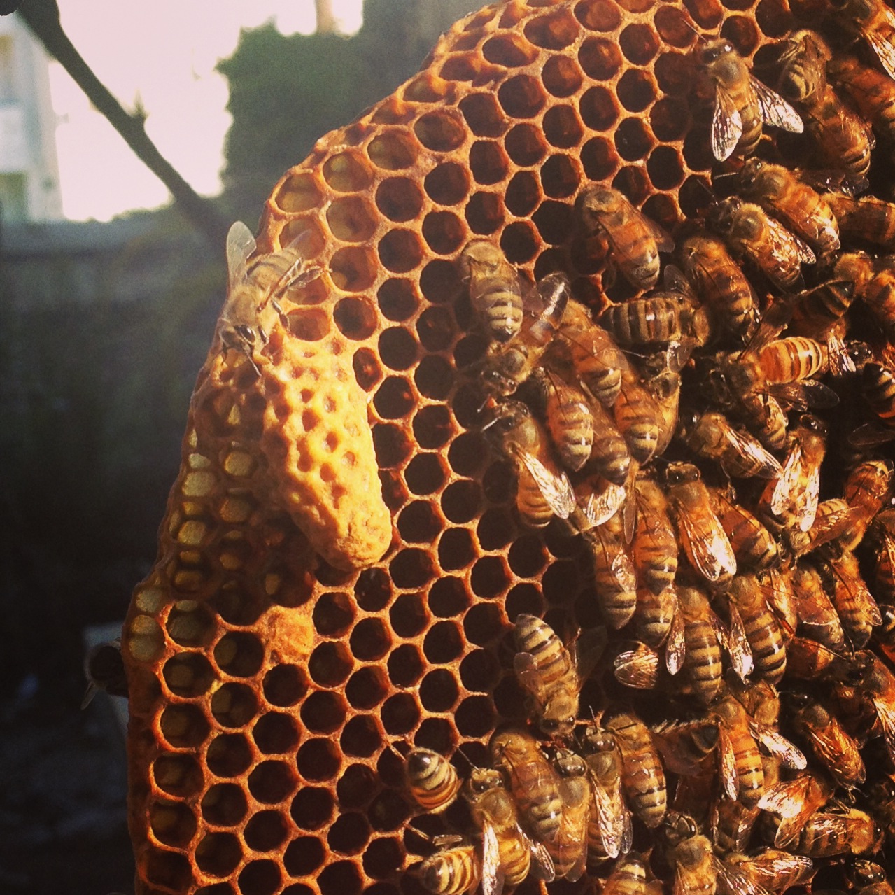 virgin queen in installing hive nuc