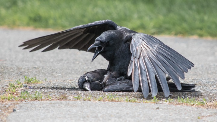 raven has sex