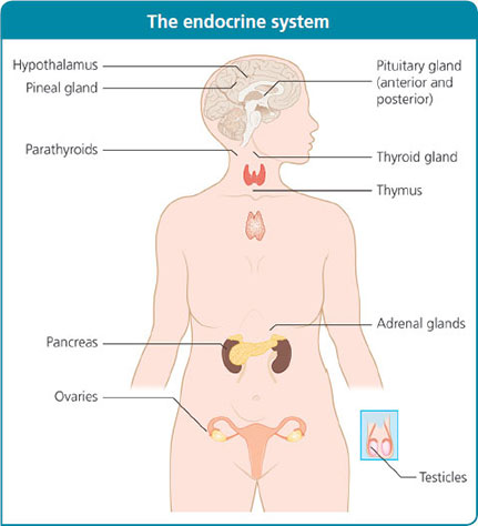 breast brown pituitary drainage