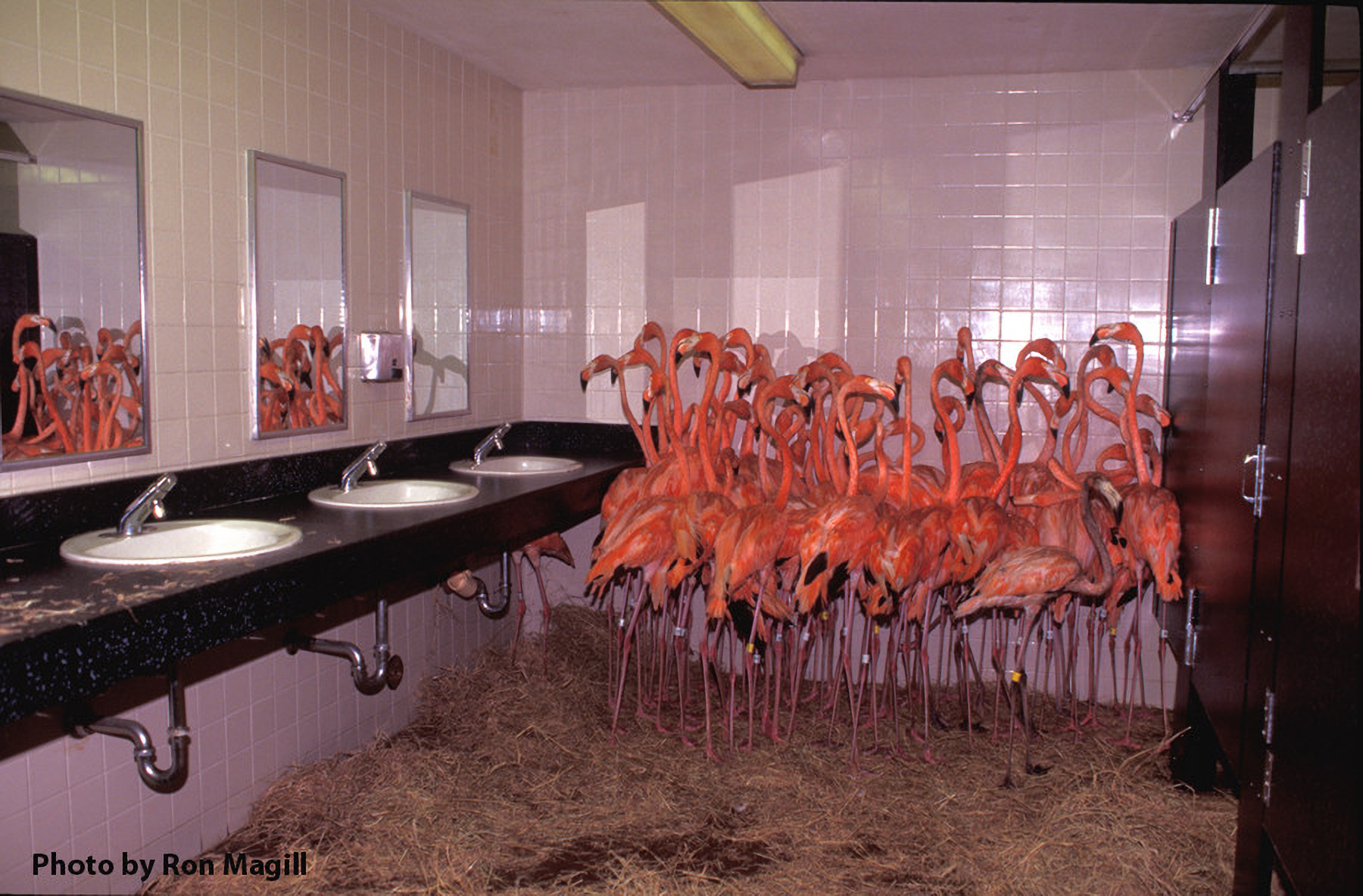 flamingo miami porn